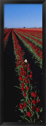 Framed Field of red tulip flowers Print