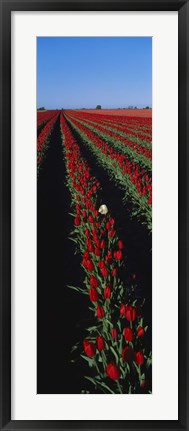 Framed Field of red tulip flowers Print