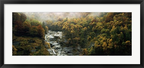 Framed High angle view of trees in a forest, Simplon Pass, Switzerland Print