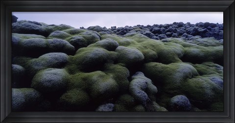 Framed Close-up of moss on rocks, Iceland Print