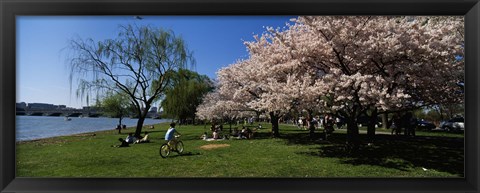 Framed Group of people in a garden, Cherry Blossom, Washington DC, USA Print