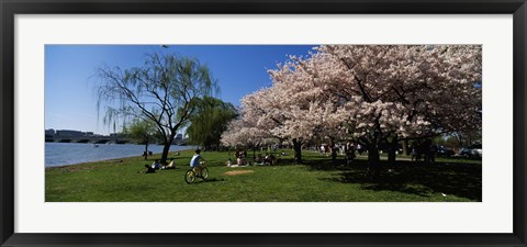 Framed Group of people in a garden, Cherry Blossom, Washington DC, USA Print