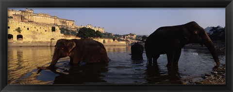 Framed Three elephants in the river, Amber Fort, Jaipur, Rajasthan, India Print