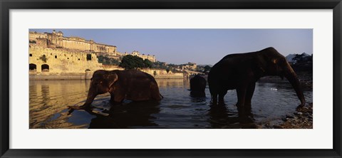 Framed Three elephants in the river, Amber Fort, Jaipur, Rajasthan, India Print