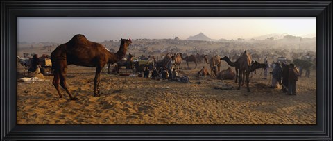 Framed Camels in a fair, Pushkar Camel Fair, Pushkar, Rajasthan, India Print