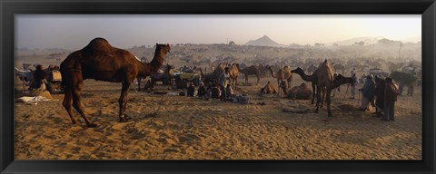 Framed Camels in a fair, Pushkar Camel Fair, Pushkar, Rajasthan, India Print