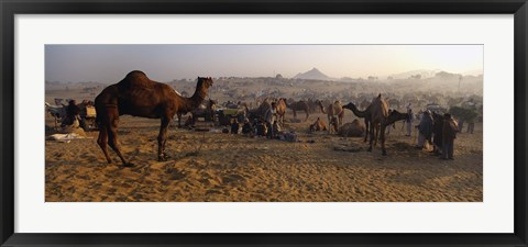 Framed Camels in a fair, Pushkar Camel Fair, Pushkar, Rajasthan, India Print