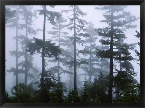 Framed Silhouette of trees with fog, Douglas Fir, Hemlock Tree, Olympic Mountains, Olympic National Park, Washington State, USA Print