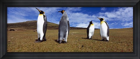 Framed Four King penguins standing on a landscape, Falkland Islands (Aptenodytes patagonicus) Print