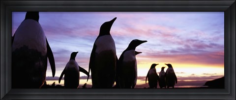 Framed Silhouette of a group of Gentoo penguins, Falkland Islands (Pygoscelis papua) Print