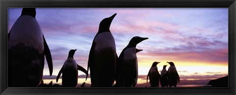 Framed Silhouette of a group of Gentoo penguins, Falkland Islands (Pygoscelis papua) Print