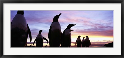 Framed Silhouette of a group of Gentoo penguins, Falkland Islands (Pygoscelis papua) Print