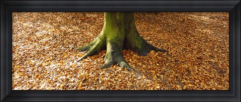 Framed Low section view of a tree trunk, Berlin, Germany Print