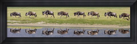 Framed Herd of wildebeests walking in a row along a river, Ngorongoro Crater, Ngorongoro Conservation Area, Tanzania Print