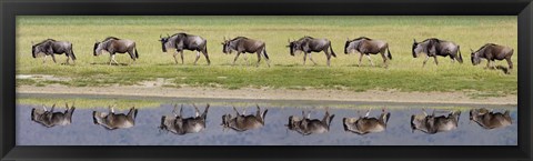 Framed Herd of wildebeests walking in a row along a river, Ngorongoro Crater, Ngorongoro Conservation Area, Tanzania Print