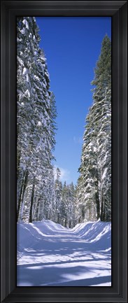 Framed Trees on both sides of a snow covered road, Crane Flat, Yosemite National Park, California (vertical) Print