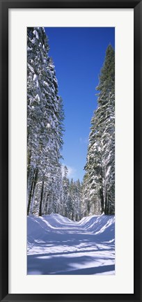 Framed Trees on both sides of a snow covered road, Crane Flat, Yosemite National Park, California (vertical) Print