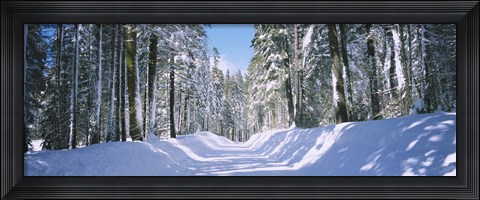 Framed Trees in a row on both sides of a snow covered road, Crane Flat, Yosemite National Park, California, USA Print