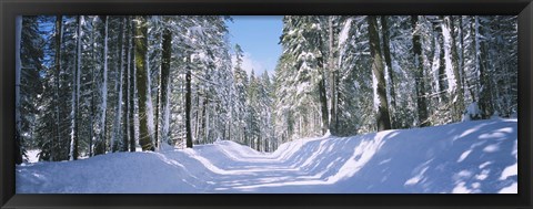 Framed Trees in a row on both sides of a snow covered road, Crane Flat, Yosemite National Park, California, USA Print