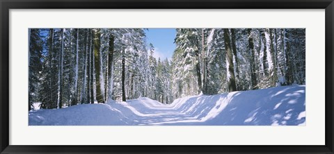 Framed Trees in a row on both sides of a snow covered road, Crane Flat, Yosemite National Park, California, USA Print