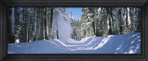 Framed Trees on both sides of a snow covered road, Crane Flat, Yosemite National Park, California (horizontal) Print
