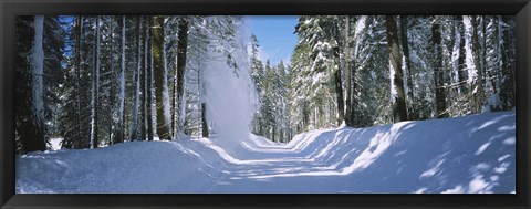 Framed Trees on both sides of a snow covered road, Crane Flat, Yosemite National Park, California (horizontal) Print