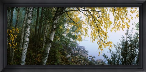 Framed Birch trees in a forest, Puumala, Finland Print