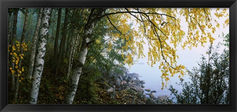 Framed Birch trees in a forest, Puumala, Finland Print