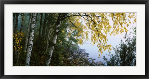 Framed Birch trees in a forest, Puumala, Finland Print