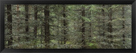 Framed Trees in a forest, Spruce Forest, Joutseno, Finland Print