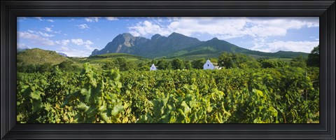 Framed Babylons Torren Wine Estates, Paarl, Western Cape, Cape Town, South Africa Print