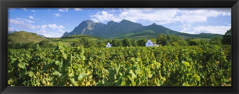 Framed Babylons Torren Wine Estates, Paarl, Western Cape, Cape Town, South Africa Print