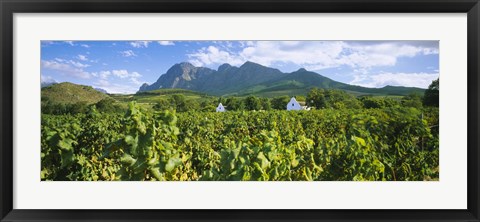 Framed Babylons Torren Wine Estates, Paarl, Western Cape, Cape Town, South Africa Print