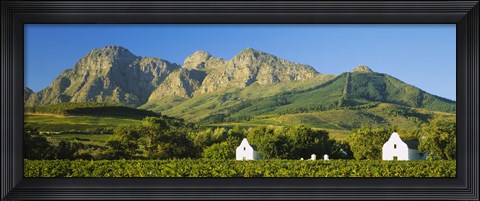 Framed Vineyard in front of mountains, Babylons Torren Wine Estates, Paarl, Western Cape, Cape Town, South Africa Print