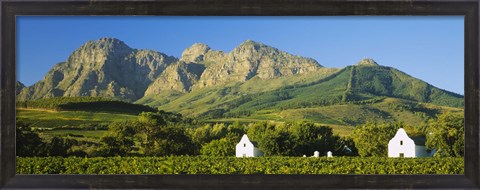 Framed Vineyard in front of mountains, Babylons Torren Wine Estates, Paarl, Western Cape, Cape Town, South Africa Print