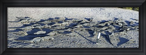 Framed Marine Iguanas on the beach, Galapagos Islands, Ecuador Print