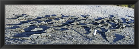 Framed Marine Iguanas on the beach, Galapagos Islands, Ecuador Print