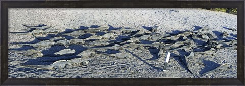 Framed Marine Iguanas on the beach, Galapagos Islands, Ecuador Print