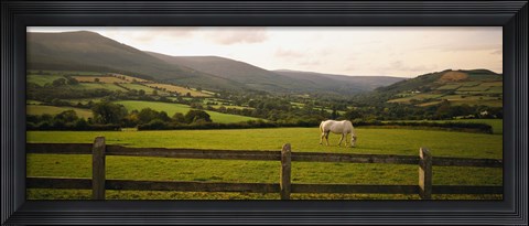 Framed Horse in a field, Enniskerry, County Wicklow, Republic Of Ireland Print