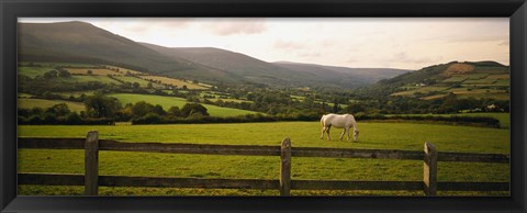 Framed Horse in a field, Enniskerry, County Wicklow, Republic Of Ireland Print