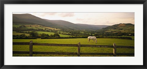 Framed Horse in a field, Enniskerry, County Wicklow, Republic Of Ireland Print