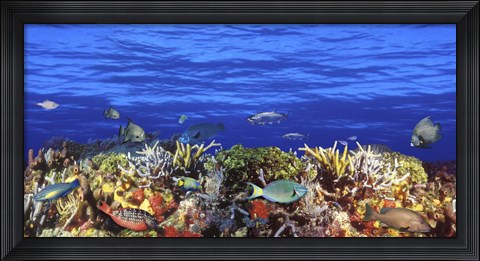 Framed Fish swimming near a Coral Reef Print