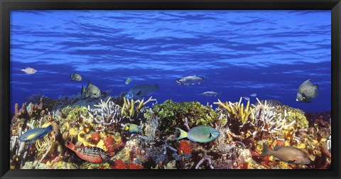 Framed Fish swimming near a Coral Reef Print