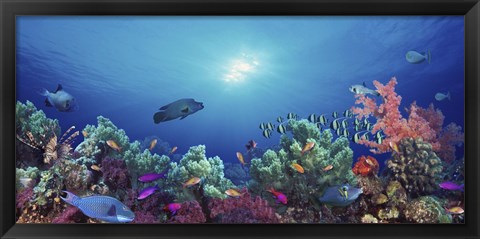 Framed School of fish swimming near a reef, Indo-Pacific Ocean Print