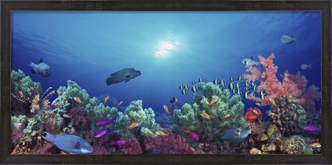 Framed School of fish swimming near a reef, Indo-Pacific Ocean Print
