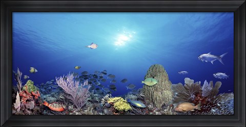 Framed School of fish swimming in the sea Print