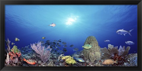 Framed School of fish swimming in the sea Print