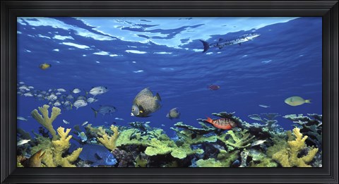 Framed School of fish swimming in the sea, Digital Composite Print