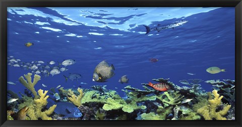 Framed School of fish swimming in the sea, Digital Composite Print