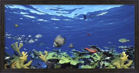 Framed School of fish swimming in the sea, Digital Composite Print